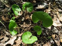 Wild Ginger2  Wild Ginger (Asarum canadense) The small root is used as spice. Used for stomach problems, aids in digestion. Used to treat sore throat, fever, colds and congestion.